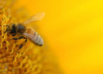 belajar lebah